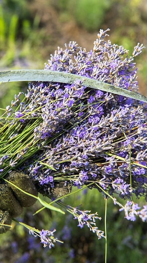 lavender bunch