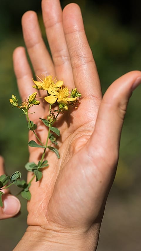flower in hand