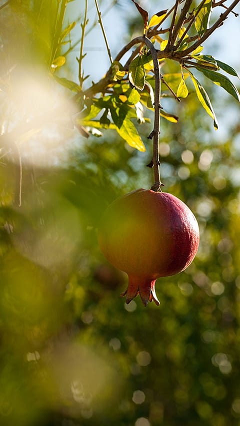 Pomegranate fruit