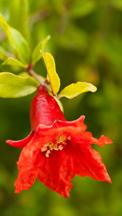 Pomegranate flower