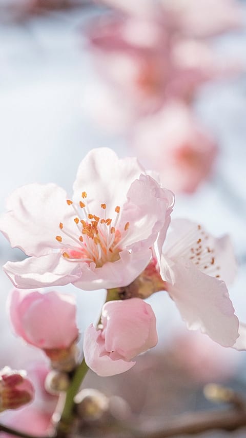 Almond tree