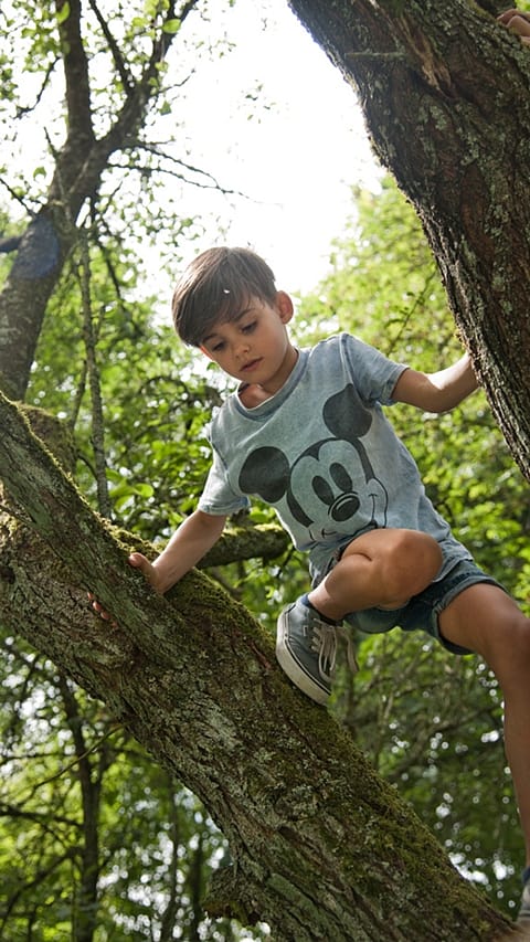 Boy climbing a tree.