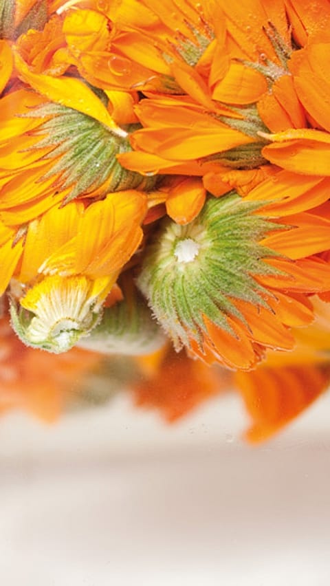 Calendula extraction in water.