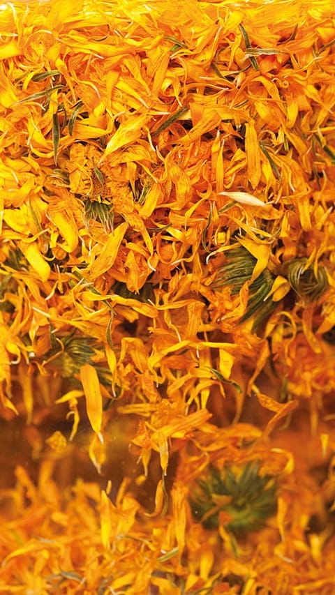 Calendula extraction in oil.