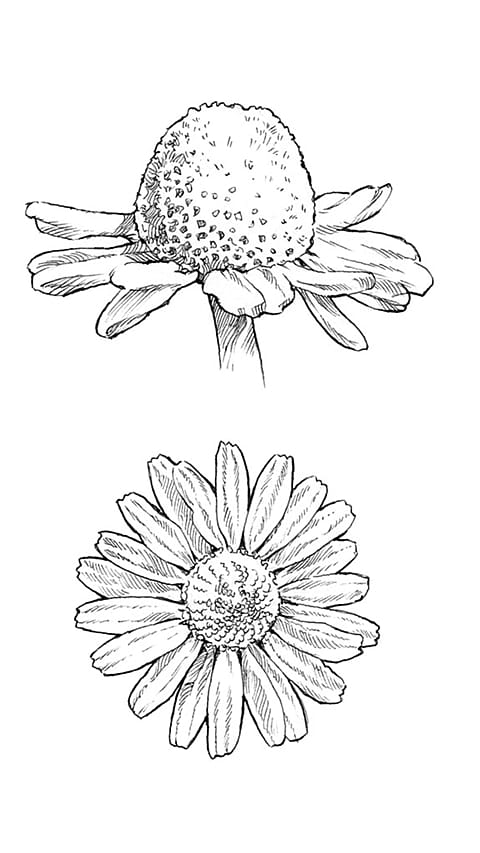 Chamomile Plant bud diagram.
