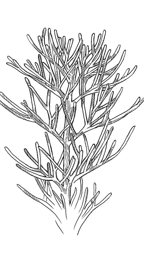 Chamomile Plant diagram.