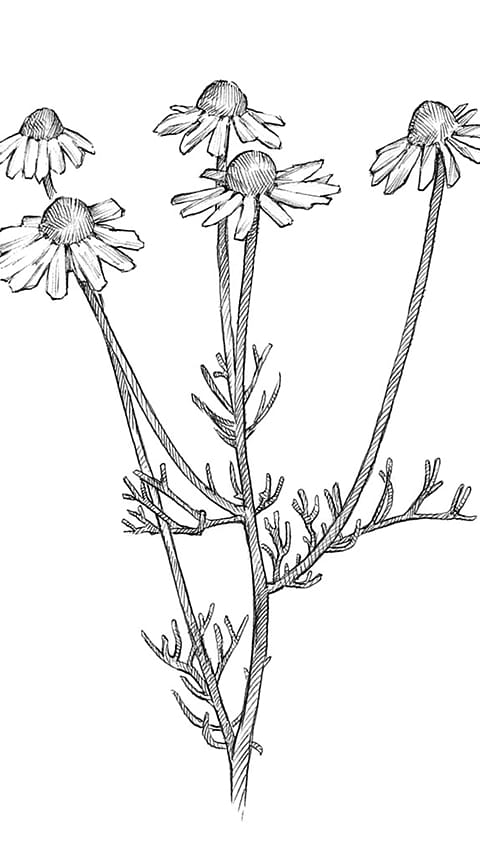 Chamomile Plant diagram.