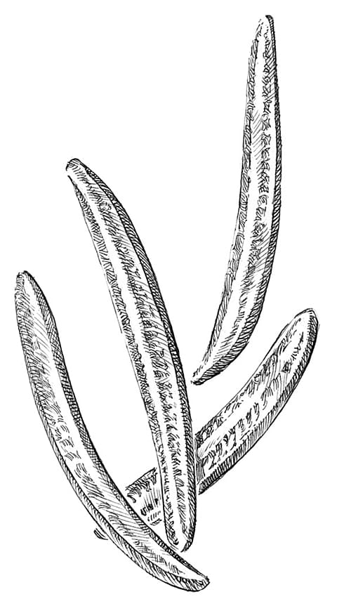 Rosemary diagram.