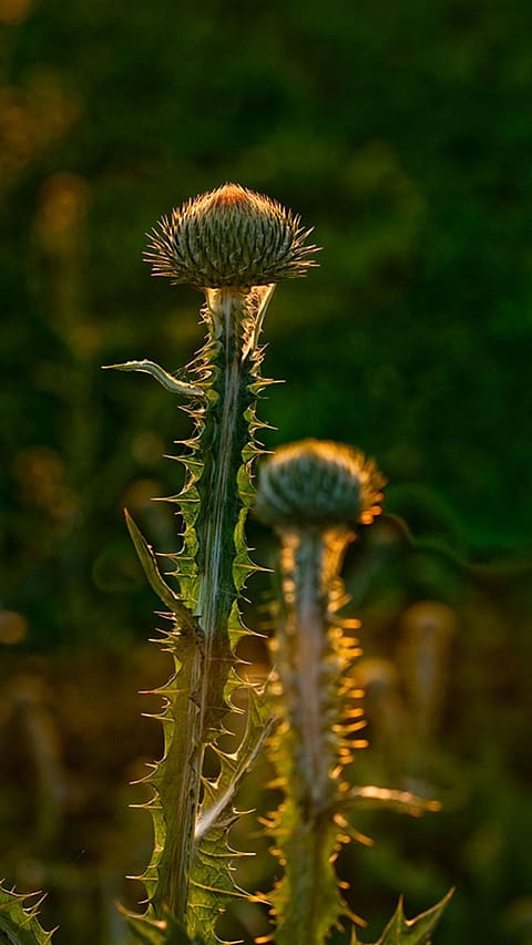 Thistle flower.
