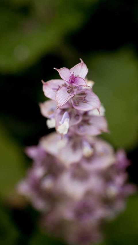 Purple flowers.