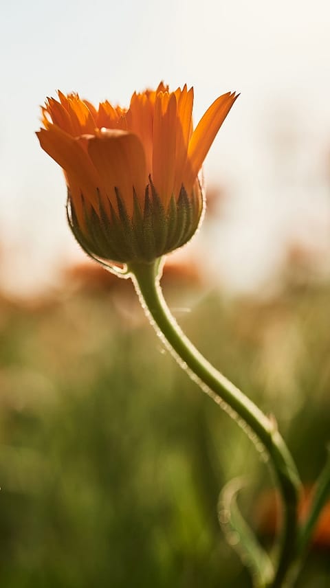 calendula blossom