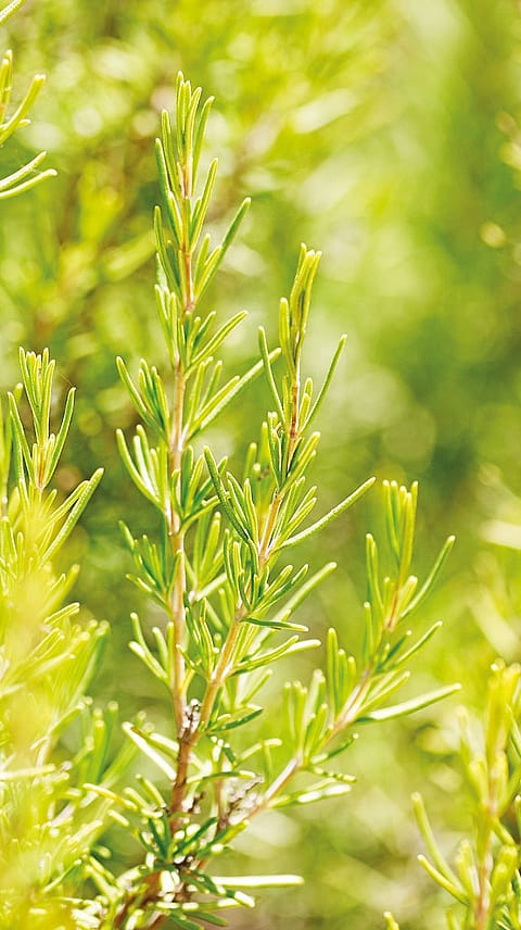 rosemary branch