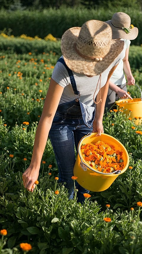Calendula harvest