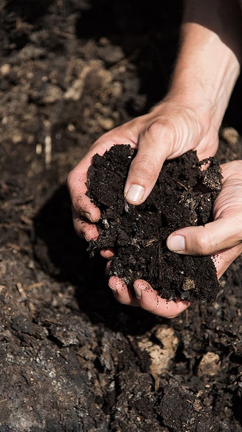 Hand holding soil