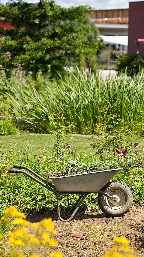 Wheelbarroon in Weleda garden