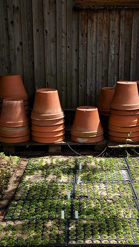 clay pots and seedlings
