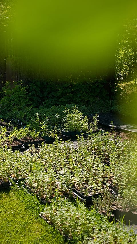 green beds