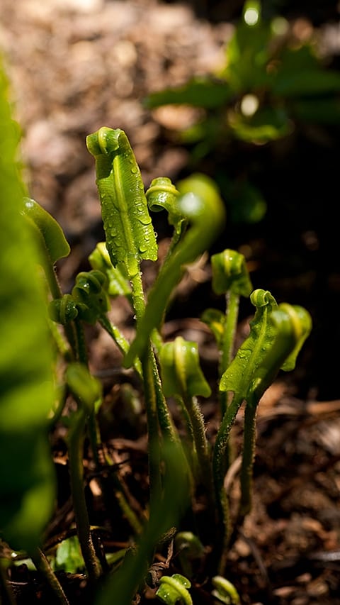 Growing plants.