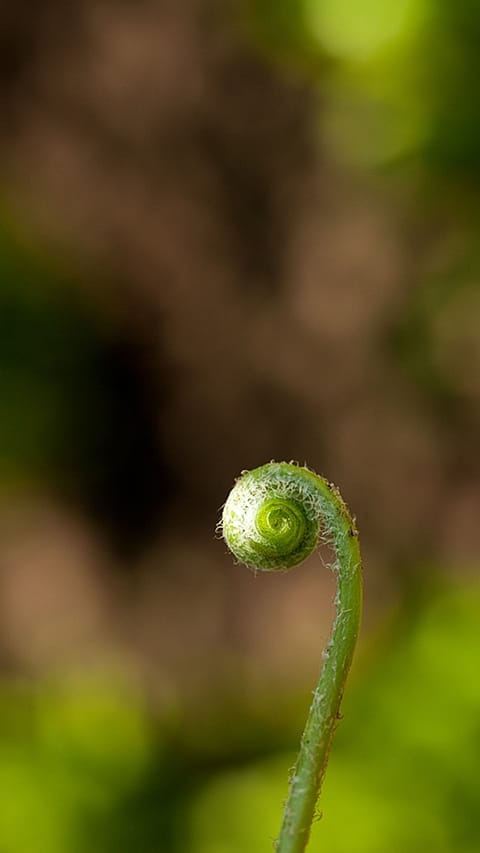 Growing fern.