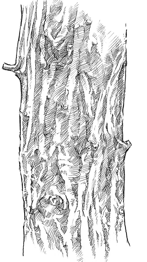 Willow bark