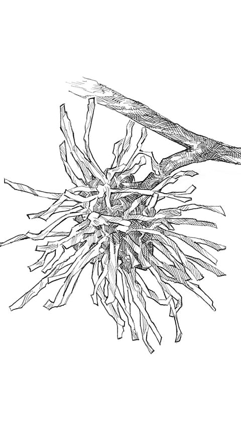 Witch Hazel drawing