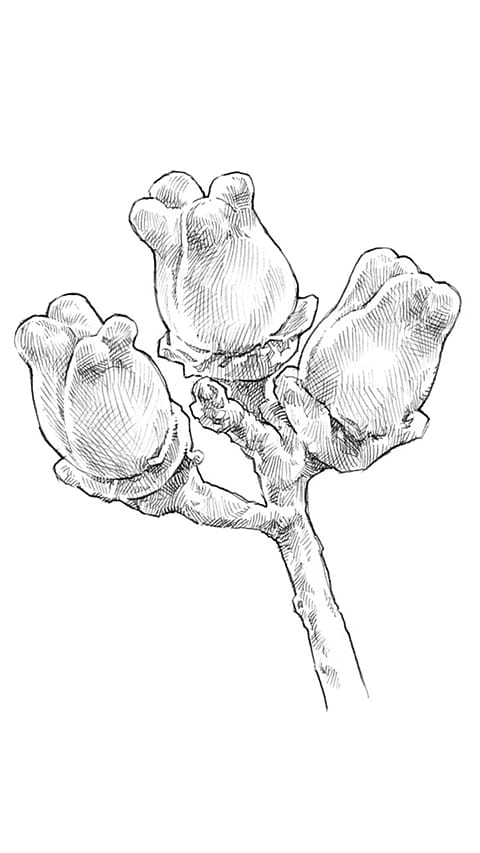 Witch Hazel drawing