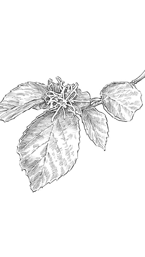 Witch Hazel drawing