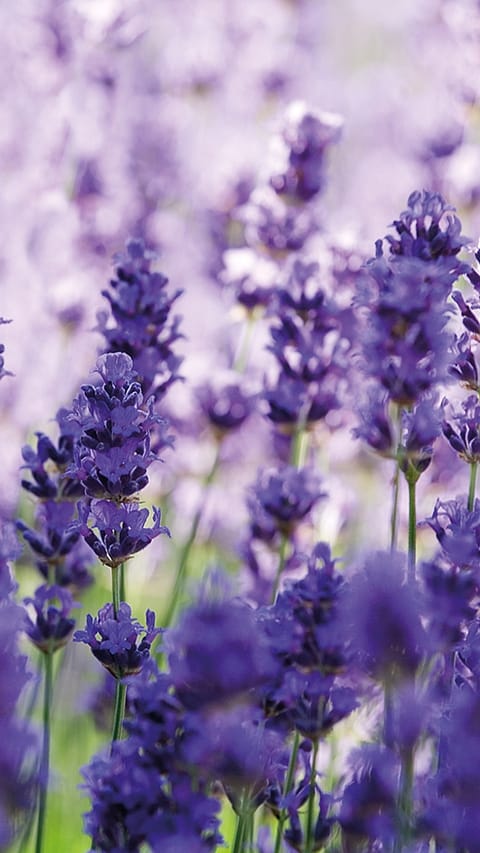 Lavnder flowers.
