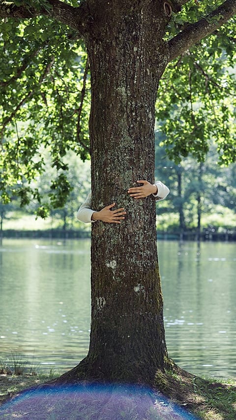 Tree next to a lake.