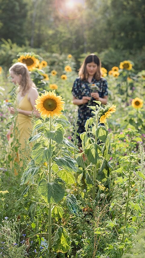 Girl smiling in a field of sunflowers