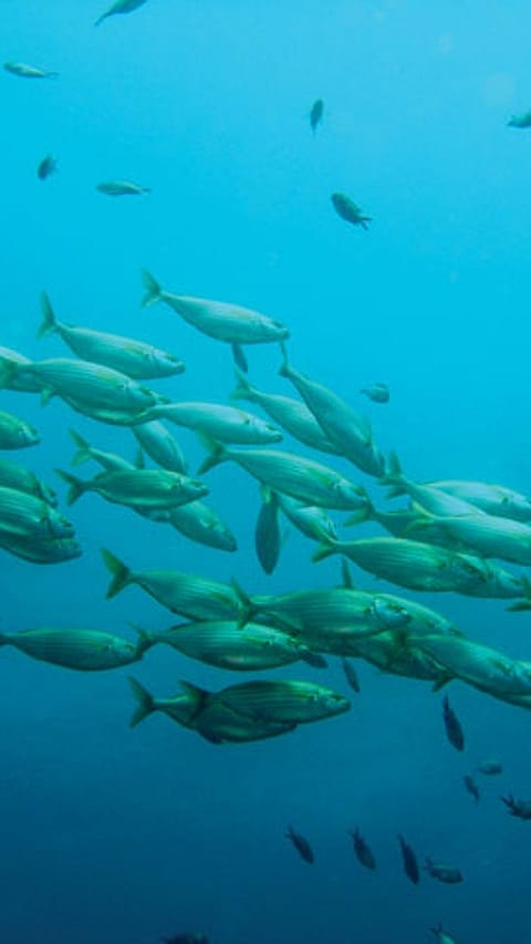 fish in the ocean