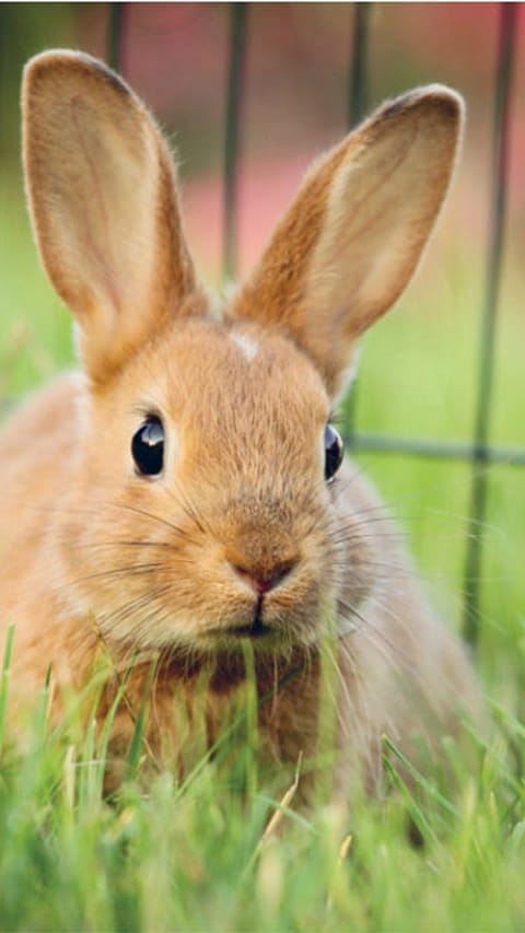 rabbit