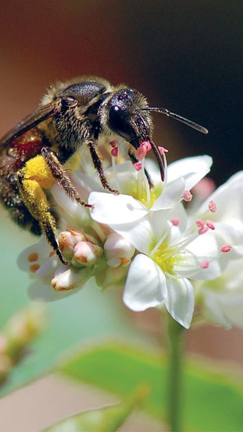 bee on flower