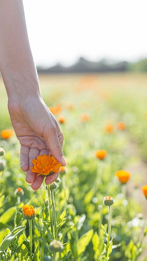 Hand picking a calendula flower