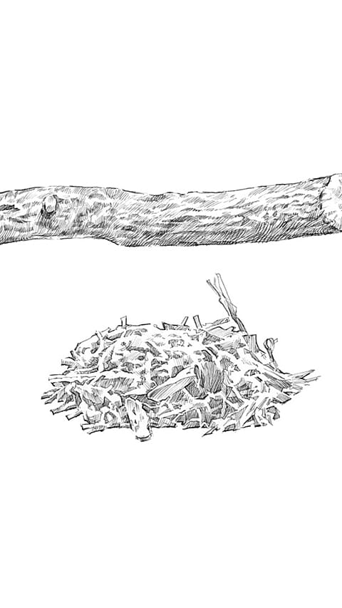 Liquorice drawing