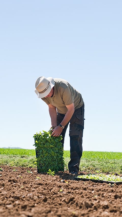 Person working with plants of a field.