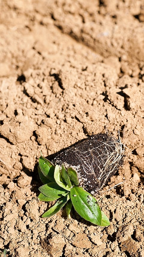 Plant seedling on the soil.
