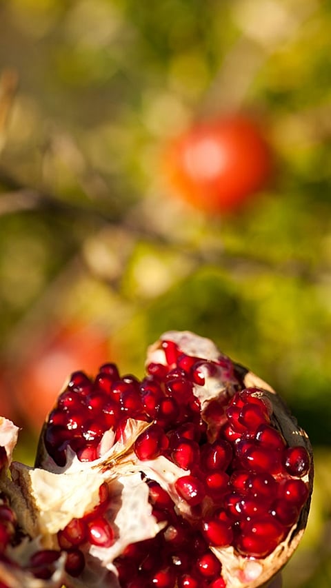Pomegranate fruit open