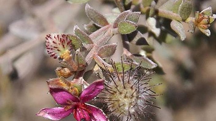 rathania flower