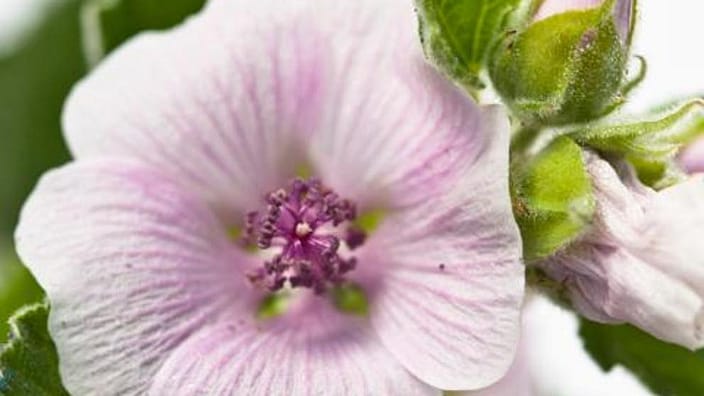white mallow