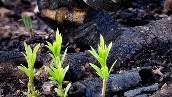 little plants
