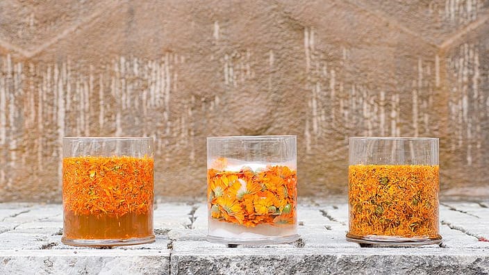 raw ingredient calendula