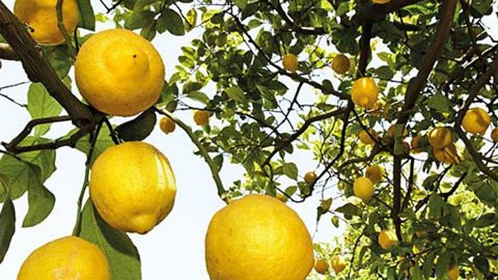 citrus lemon tree