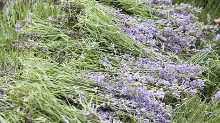 lavender