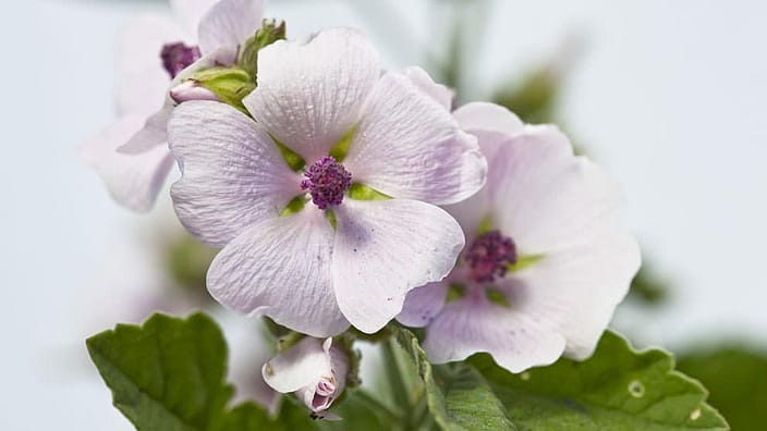 white mallow flowers