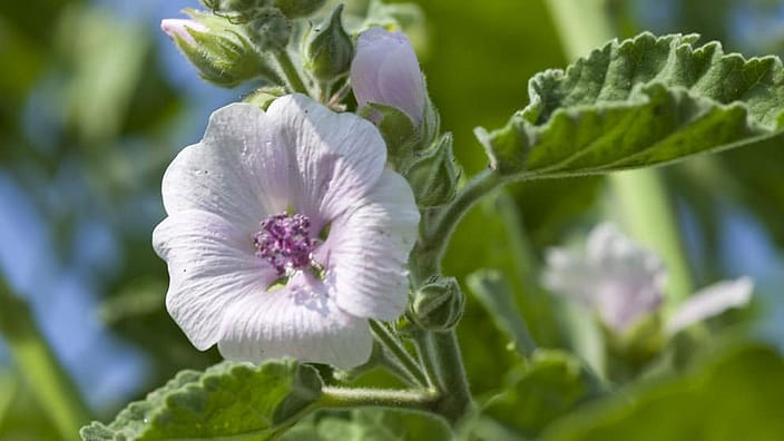 white mallow flower