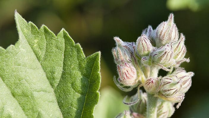 white mallow