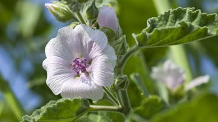 white mallow