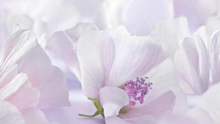 white mallow