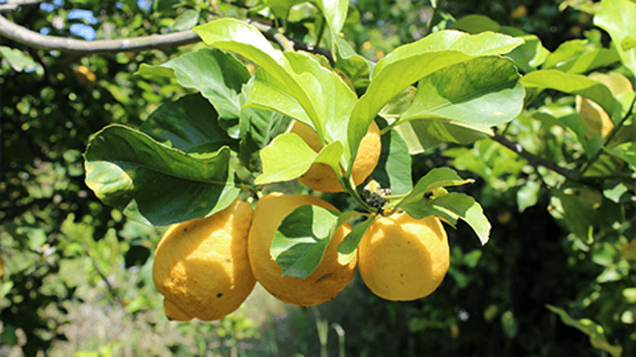 Lemons hanging from a tree.